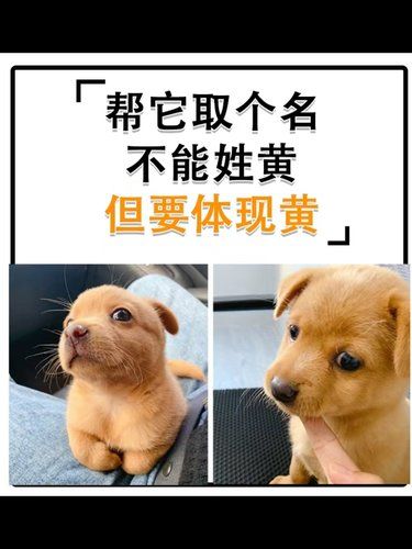 麻烦大家帮它取个名字，不能有黄，但要体现黄。