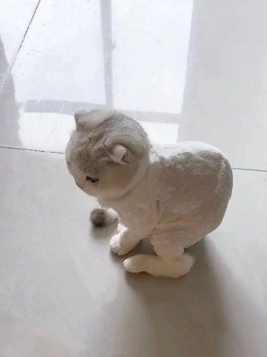 一冲动...把毛剃了