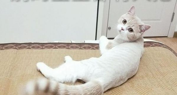 如何处理猫咪晒伤问题（以宠物为主）