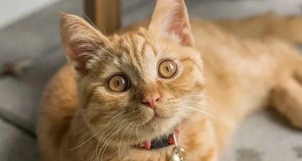 如何处理猫咪晒伤问题（以宠物为主）