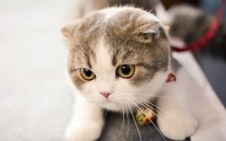 英国长毛猫怎么预防中暑 预防中暑方法