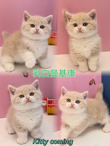 上海连锁猫舍｜乳白曼基康｜365天售后服务