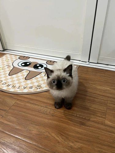 今天猫主子心情复杂了