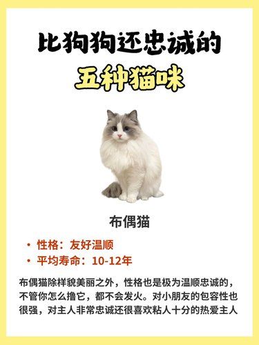 比狗狗还忠诚的五种猫咪，你养对了吗