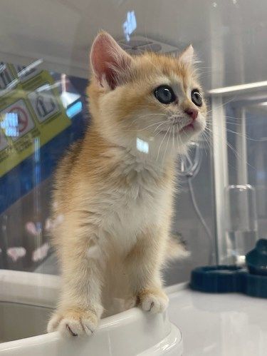 小猫咪真的太可爱啦！
