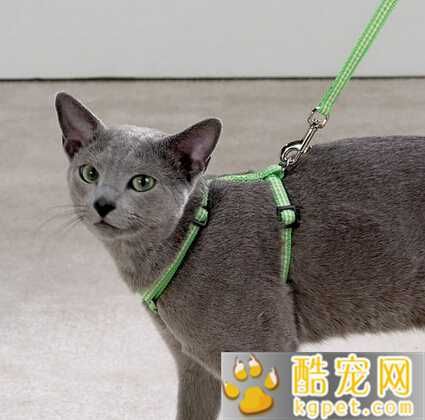 猫的牵引绳怎么用