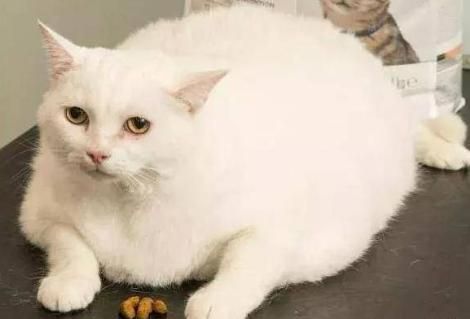 英国宠物减肥大赛，获胜者免费吃饭一年，橘猫表示很生气
