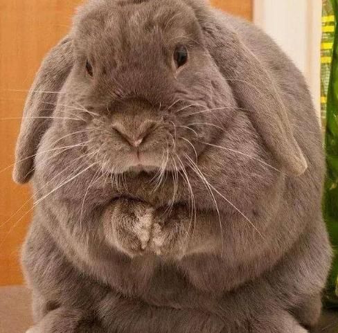 英国宠物减肥大赛，获胜者免费吃饭一年，橘猫表示很生气