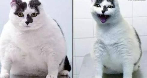 英国宠物减肥大赛，获胜者免费吃饭一年，橘猫表示很生气