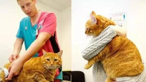 英国宠物减肥大赛，获胜者免费吃饭一年，橘猫表示很生气