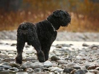 法兰德斯畜牧犬