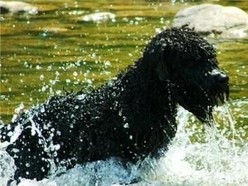 法兰德斯畜牧犬