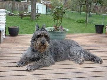 法兰德斯畜牧犬