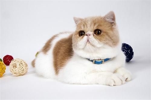 猫砂能循环使用吗，猫砂反复用还是一次丢