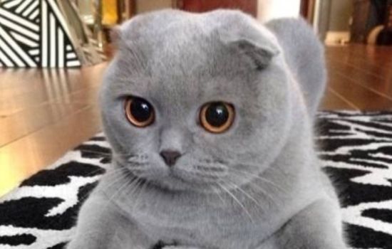 猫维生素缺乏吃什么 缺维生素了就得赶紧补充才行啊！