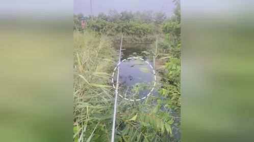 吓人！钓鱼钓到1.5长鳄鱼 已联系相关部门处置