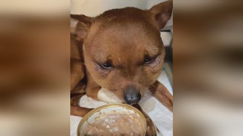 小鹿犬被其他狗咬伤 脸肿的像个球