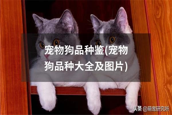 宠物狗品种鉴(宠物狗品种大全及图片)