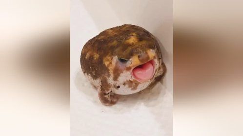 这只不会游泳的青蛙竟能存活至今！一出生便有4条腿，太特别了