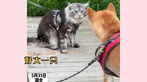 用猫科统一命名是有道理的，抱摔真的太帅了，就连熊见了都得上树