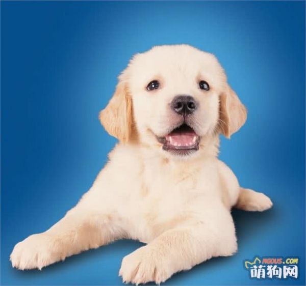 13幼犬的生长发育有什么特点？