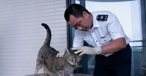 四川检验检疫局下放进出境宠物犬猫检疫权限 首次为宠物猫办出境“护照”