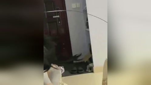 猫:怎么事 不积极呢