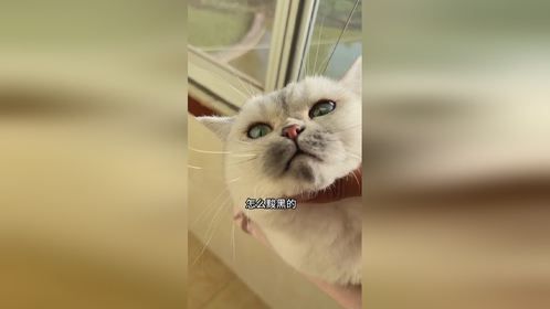 李屁屁咬充电线嘴被嘣糊了