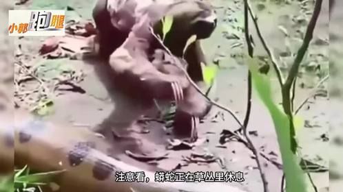 树懒从蟒蛇身上爬过竟然没被吃，究竟是为何