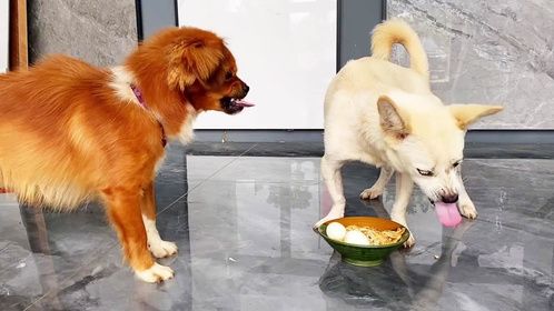 小白狗不再惧怕小黄狗，干饭日常惊喜多