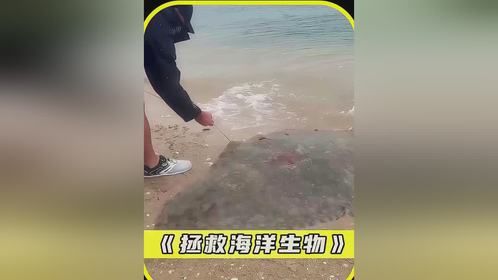 沙滩奇遇：男子邂逅神秘生物，情感交织的发现之旅
