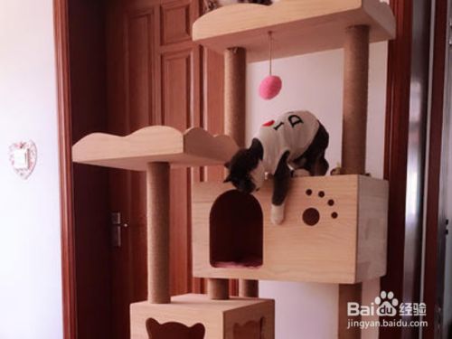 为猫咪准备一棵猫树有什么好处？