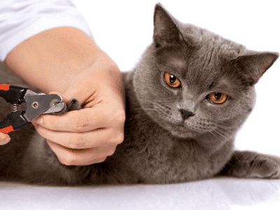 猫狗需要修剪指甲吗?猫狗指甲怎么修剪