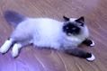 布偶猫掉毛太严重了,要怎么改善?