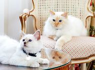 伯曼猫怎么护理?伯曼猫毛发和眼睛耳部护理要点