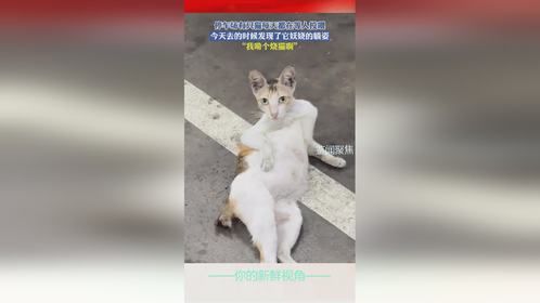 停车场有只猫每天都在等人投喂，今天去的时候发现了它妖娆的躺姿，“我嘞个烧猫啊”
