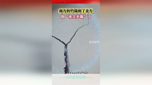 南方的竹筒到了北方，也“水土不服”了