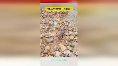 近日，广东网友在户外偶遇“流浪猫”
