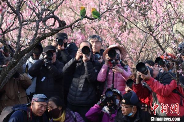 两只鹦鹉所到之处,快门声一片。 泱波 摄