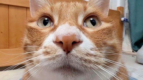 突然把镜头怼着猫脸，它的反应哈哈哈