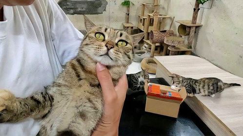 小萌也是流浪猫，一转眼都四岁了！今天独宠萌宝，先称体重再驱虫
