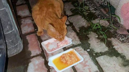 有些猫喂着喂着就手忙脚乱的了～#我和流浪猫的故事