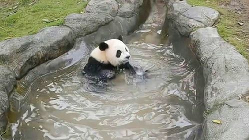 熊猫在水池边思考熊生，谁知道饲养员突然放水，下一秒请忍住别笑