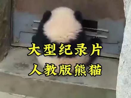 在你眼中最像人类的熊猫是谁呢?大型纪录片持续为您播出,#大熊猫 #人教版熊猫 #熊猫 #萌二 #花花