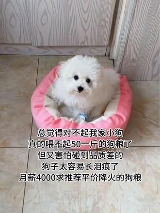 晒出你家毛孩子吃的狗粮!有没有吃了小脸可干净不会长泪痕的! #平价狗粮推荐 #平价狗粮 #小狗能有什么坏心思 #好物推荐