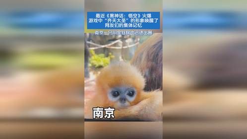 最近《黑神话：悟空》火爆，游戏中“齐天大圣”的形象唤醒了网友们的集体记忆，南京一只川金丝猴也迅速出圈