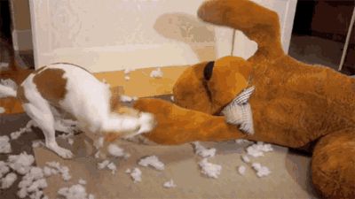 家有爱犬该怎么布置?这些物品让它秒变狗生赢家