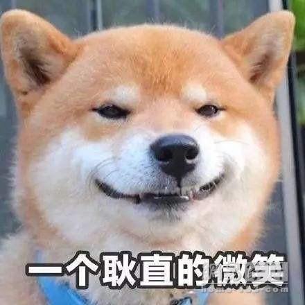家有爱犬该怎么布置?这些物品让它秒变狗生赢家