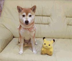 家有爱犬该怎么布置?这些物品让它秒变狗生赢家