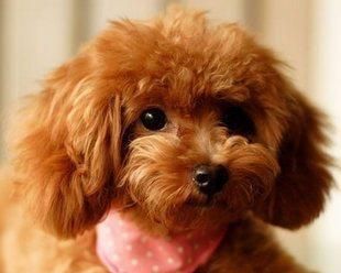 狗品种探秘——以柴犬为主的宠物狗（了解柴犬的性格、特点与养护）
